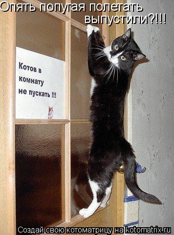 Опять попугая полетать выпустили?!!!... Котоматрица: Опять попугая полетать выпустили?!!!