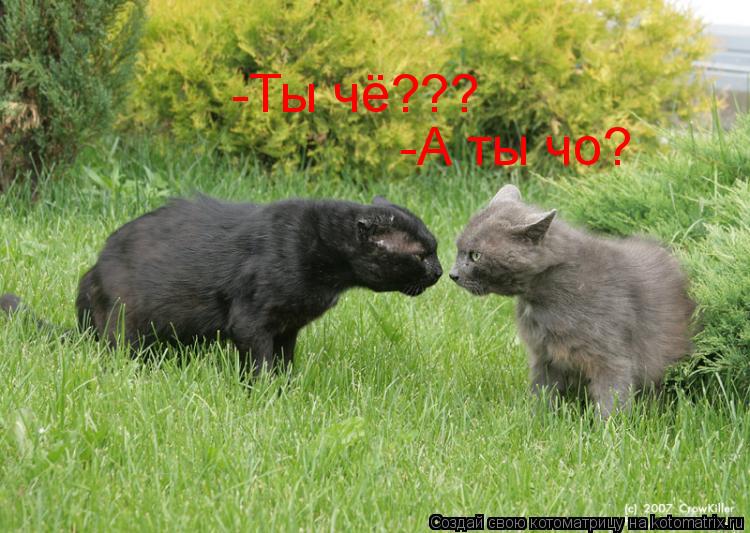 -Ты чё??? -А ты чо?... Котоматрица: -Ты чё??? -А ты чо?