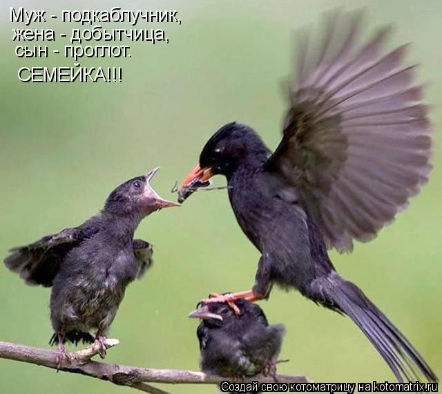 Котоматрица: Муж - подкаблучник,  жена - добытчица,   сын - проглот. СЕМЕЙКА!!!