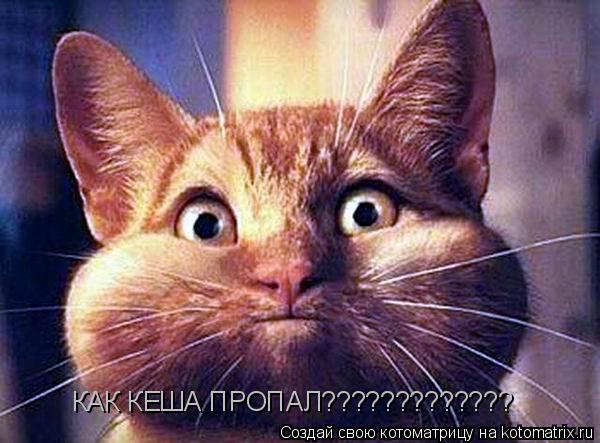 КАК КЕША ПРОПАЛ?????????????... Котоматрица: КАК КЕША ПРОПАЛ?????????????