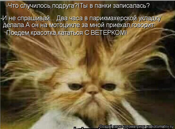-Что случилось,подруга?!Ты в панки записалась? -И не спрашивай... Два часа в парикмахерской укладку д... Котоматрица: -Что случилось,подруга?!Ты в панки записалась? -И не спрашивай... Два часа в парикмахерской укладку делала.А он на мотоцикле за мной приехал,г