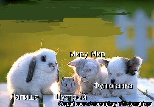 Лапиша Миру Мир Фулюганка Шустрый... Котоматрица: Лапиша Миру Мир Фулюганка Шустрый