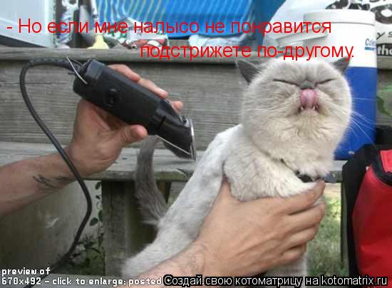 - Но если мне налысо не понравится подстрижете по-другому.... Котоматрица: - Но если мне налысо не понравится подстрижете по-другому.