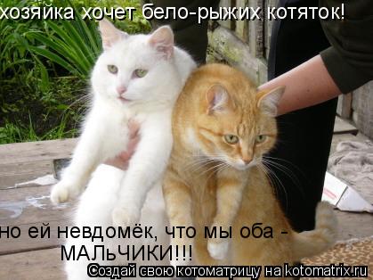 Котоматрица: хозяйка хочет бело-рыжих котяток! но ей невдомёк, что мы оба - МАЛьЧИКИ!!!