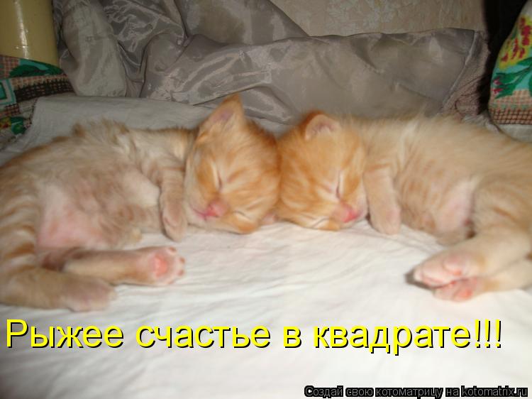 Рыжее счастье в квадрате!!!... Котоматрица: Рыжее счастье в квадрате!!!