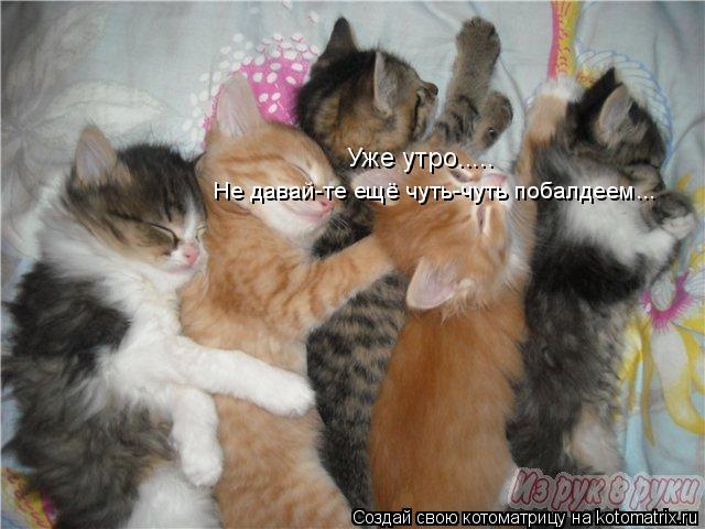 Котоматрица: Уже утро..... Не давай-те ещё чуть-чуть побалдеем...