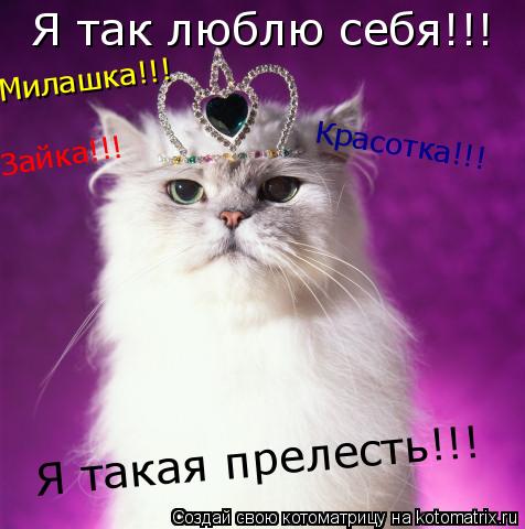 Котоматрица: Я так люблю себя!!! Я такая прелесть!!! Милашка!!! Зайка!!! Красотка!!!