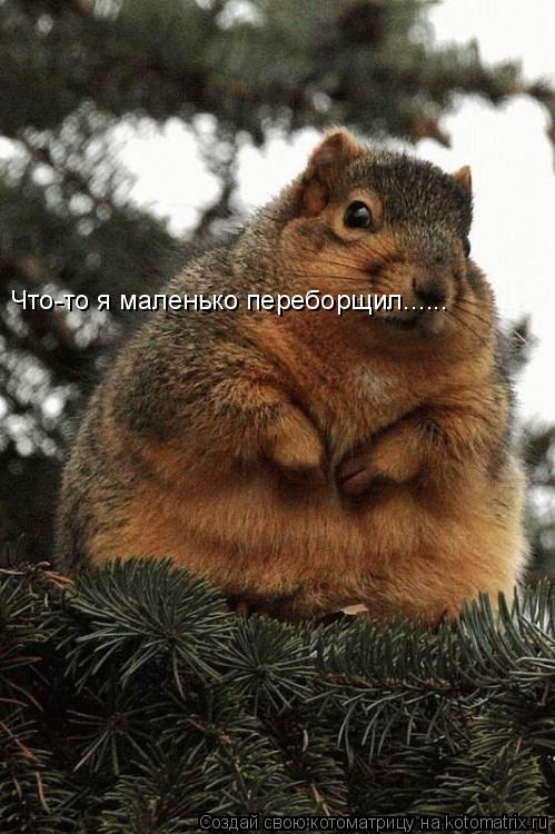 Что-то я маленько переборщил......... Котоматрица: Что-то я маленько переборщил......