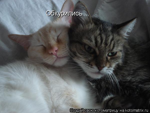 Обкурились....... Котоматрица: Обкурились....