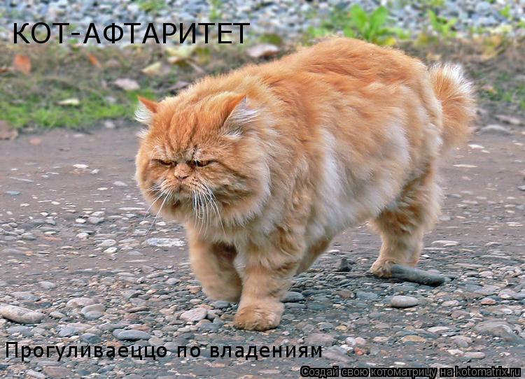 КОТ-АФТАРИТЕТ Прогуливаеццо по владениям... Котоматрица: КОТ-АФТАРИТЕТ Прогуливаеццо по владениям