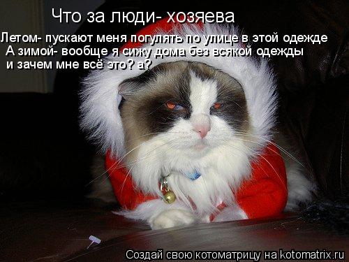Котоматрица: Что за люди- хозяева Летом- пускают меня погулять по улице в этой одежде А зимой- вообще я сижу дома без всякой одежды и зачем мне всё это? а?