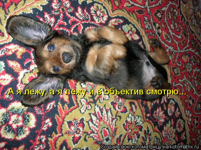Котоматрица: А я лежу, а я лежу и в объектив смотрю...