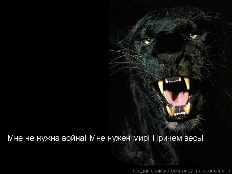 Котоматрица: Мне не нужна война! Мне нужен мир! Причем весь!