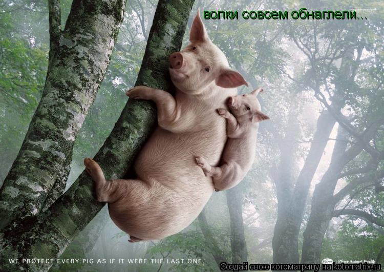 Котоматрица: волки совсем обнаглели...