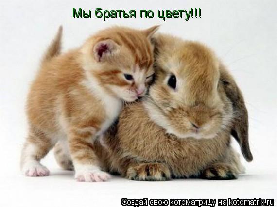Мы братья по цвету!!!... Котоматрица: Мы братья по цвету!!!