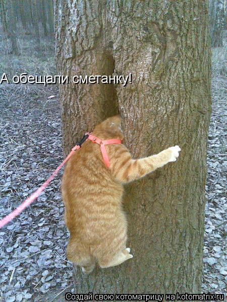 А обещали сметанку!... Котоматрица: А обещали сметанку!