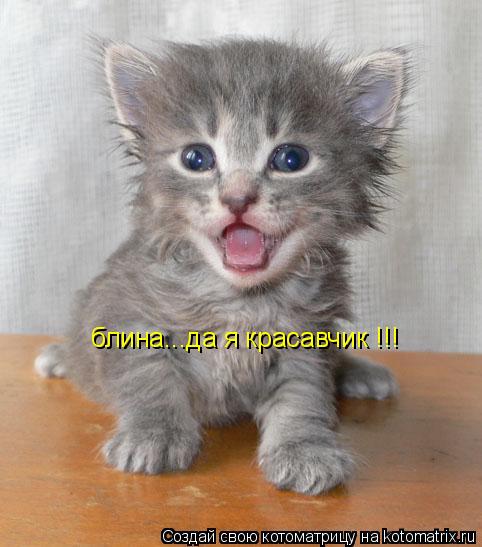 блина...да я красавчик !!!... Котоматрица: блина...да я красавчик !!!