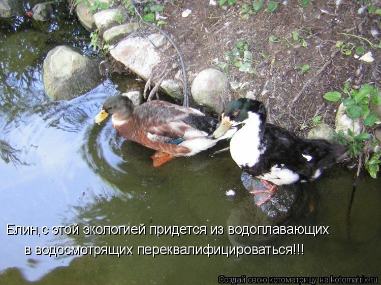 Котоматрица: Блин,с этой экологией придется из водоплавающих в водосмотрящих переквалифицироваться!!!