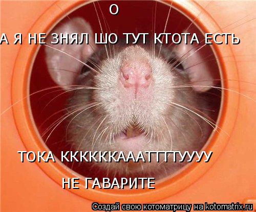 Котоматрица: А Я НЕ ЗНЯЛ ШО ТУТ КТОТА ЕСТЬ О ТОКА ККККККАААТТТТУУУУ НЕ ГАВАРИТЕ