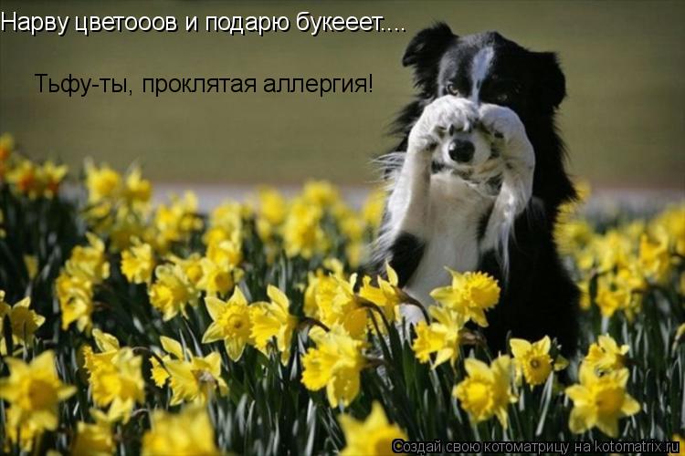 Нарву цветооов и подарю букееет.... Тьфу-ты, проклятая аллергия!... Котоматрица: Нарву цветооов и подарю букееет.... Тьфу-ты, проклятая аллергия!