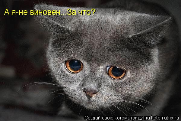 Котоматрица: А я-не виновен...За что?