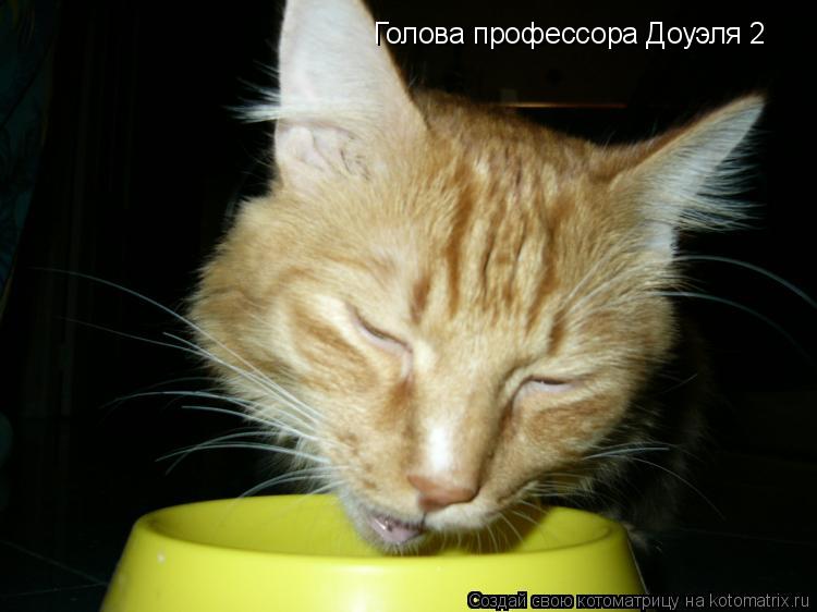 Котоматрица: Голова профессора Доуэля 2