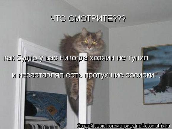 Котоматрица: ЧТО СМОТРИТЕ??? как будто у вас никогда хозяин не тупил и незаставлял есть протухшие сосиски...