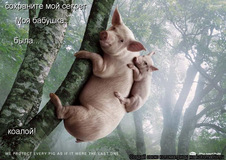 Котоматрица: Mоя бабушка... была... коалой! сохраните мой секрет
