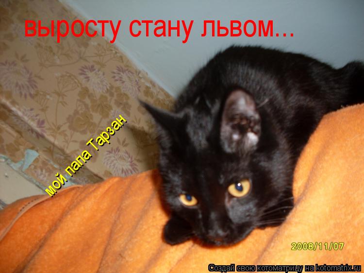 мой папа Тарзан выросту стану львом...... Котоматрица: мой папа Тарзан выросту стану львом...
