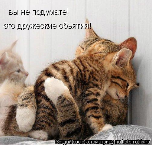 Котоматрица: вы не подумате! это дружеские обьятия!