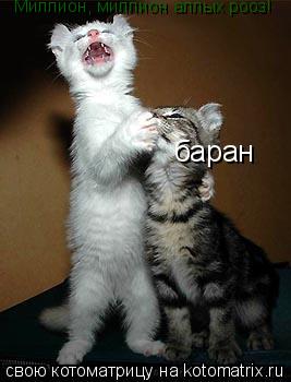 Котоматрица: Миллион, миллион аллых рооз! баран