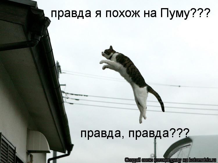 Котоматрица: правда я похож на Пуму??? правда, правда???