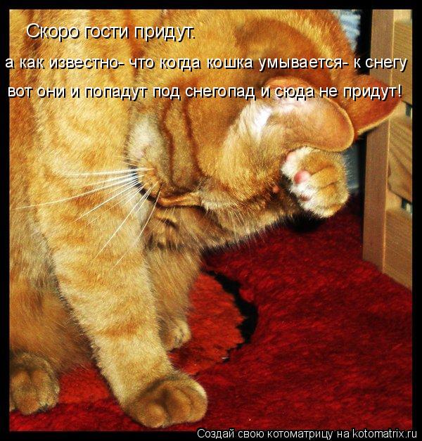 Котоматрица: Скоро гости придут. а как известно- что когда кошка умывается- к снегу вот они и попадут под снегопад и сюда не придут!