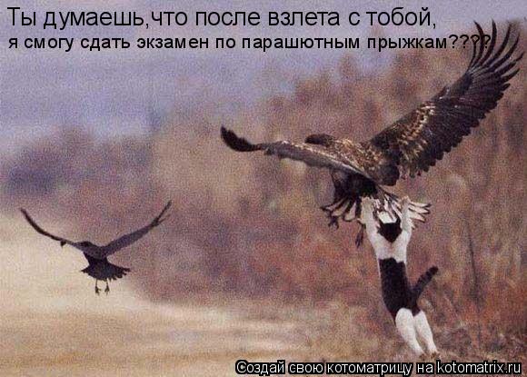 Ты думаешь,что после взлета с тобой, я смогу сдать экзамен по парашютным прыжкам????... Котоматрица: Ты думаешь,что после взлета с тобой, я смогу сдать экзамен по парашютным прыжкам????