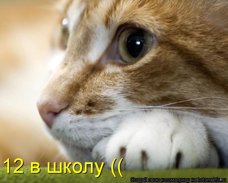 12 в школу ((... Котоматрица: 12 в школу ((