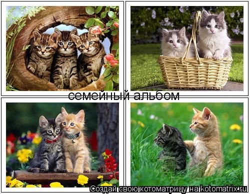 Котоматрица: семейный альбом