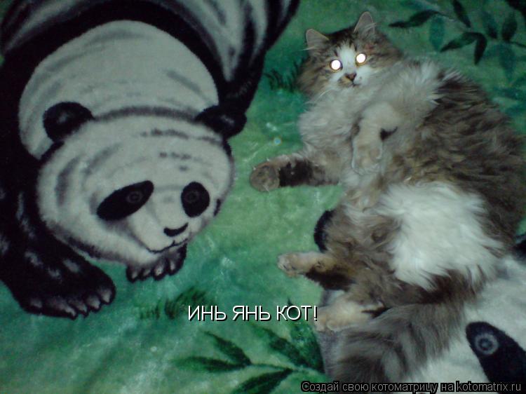 Котоматрица: ИНЬ ЯНЬ КОТ!