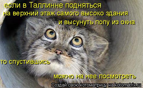 Котоматрица: если в Таллинне подняться  на верхний этаж самого высоко здания и высунуть попу из окна то спустившись можно на нее посмотреть