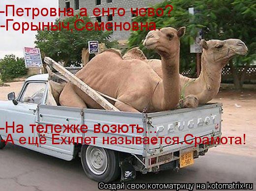 -Петровна,а енто чево? -Горыныч,Семеновна. -На тележке возють... -А ещё Ехипет называется.Срамота!... Котоматрица: -Петровна,а енто чево? -Горыныч,Семеновна. -На тележке возють... -А ещё Ехипет называется.Срамота!