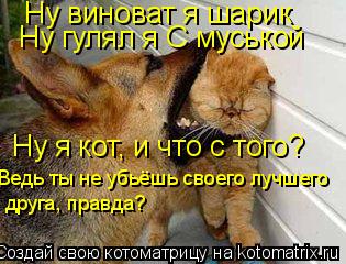 Котоматрица: Ну виноват я шарик Ну гулял я С муськой Ну я кот, и что с того? Ведь ты не убьёшь своего лучшего друга, правда?