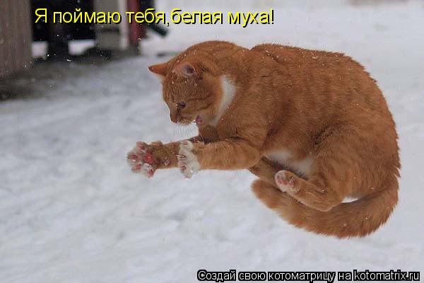 Я поймаю тебя,белая муха!... Котоматрица: Я поймаю тебя,белая муха!