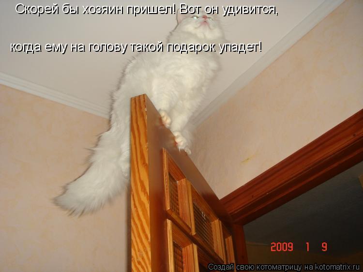 Котоматрица: Скорей бы хозяин пришел! Вот он удивится, когда ему на голову такой подарок упадет!