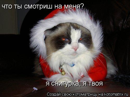 Котоматрица: что ты смотриш на меня? я снигурка, я твоя