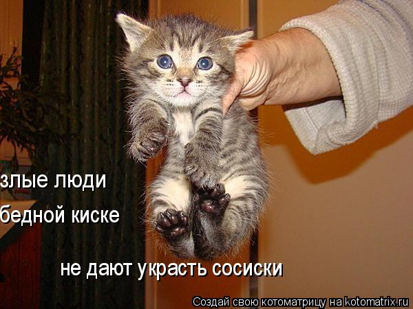 злые люди бедной киске не дают украсть сосиски... Котоматрица: злые люди бедной киске не дают украсть сосиски
