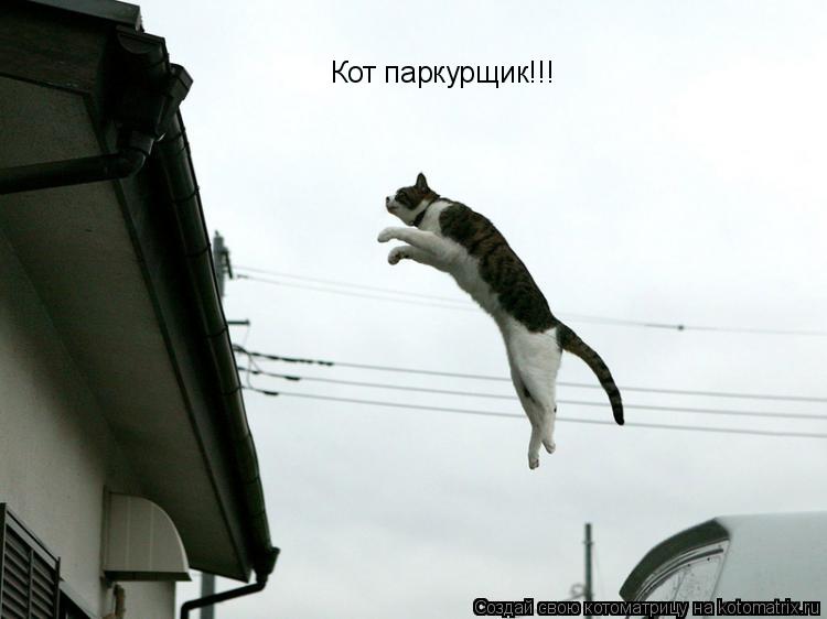 Кот паркурщик!!!... Котоматрица: Кот паркурщик!!!