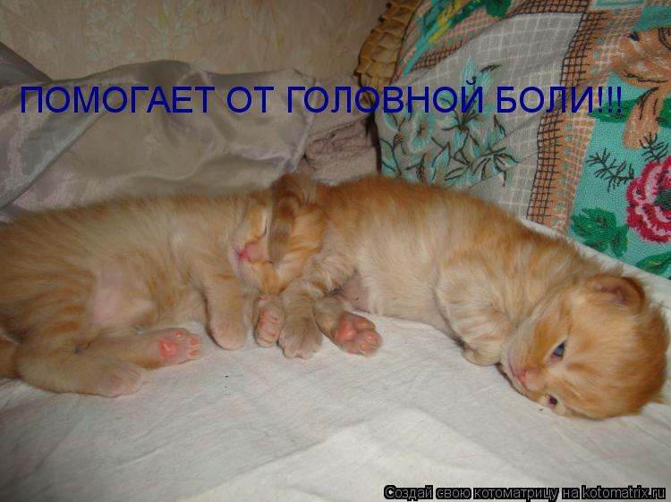 ПОМОГАЕТ ОТ ГОЛОВНОЙ БОЛИ!!!... Котоматрица: ПОМОГАЕТ ОТ ГОЛОВНОЙ БОЛИ!!!
