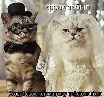 Котоматрица: фрак забыл...