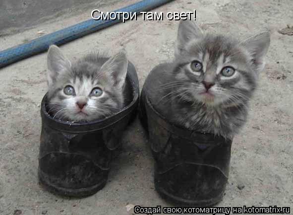 Смотри там свет!... Котоматрица: Смотри там свет!