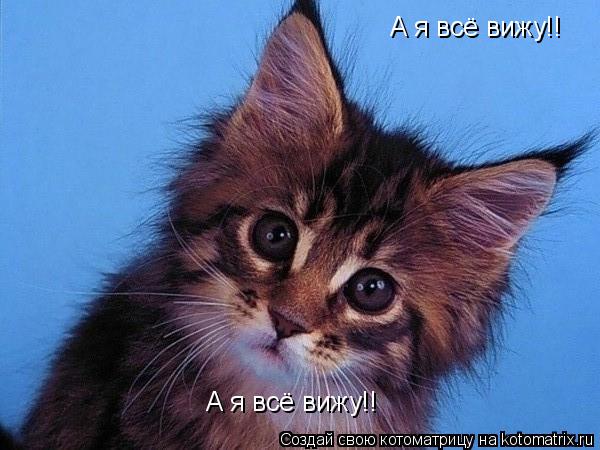 Котоматрица: А я всё вижу!! А я всё вижу!!