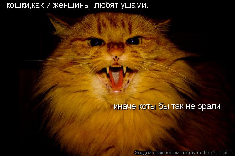 Котоматрица: кошки,как и женщины ,любят ушами. иначе коты бы так не орали!